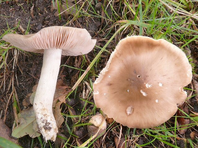 Entoloma Rhodopolium